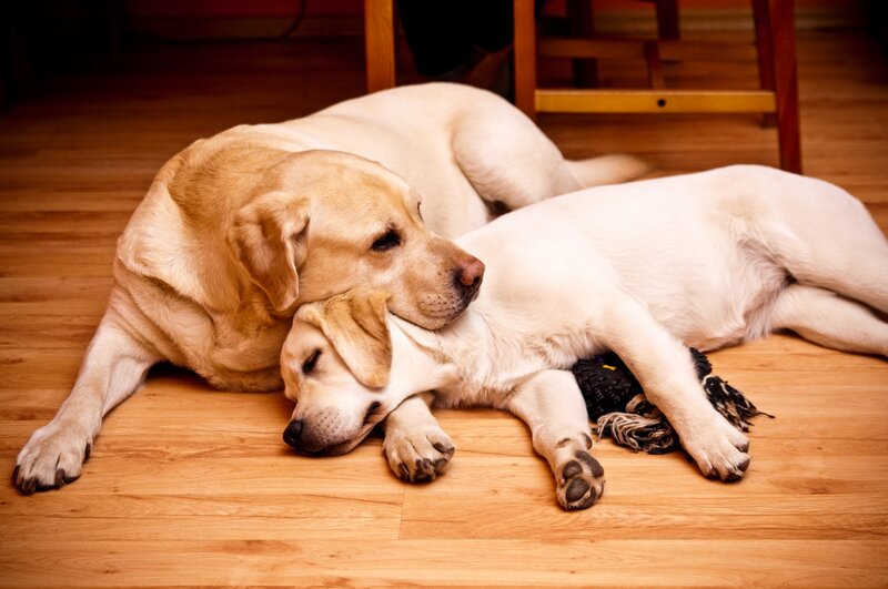 Two Labrador Dogs — Brown