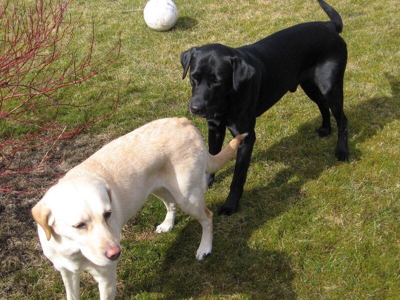 Two Labrador Dogs — Green