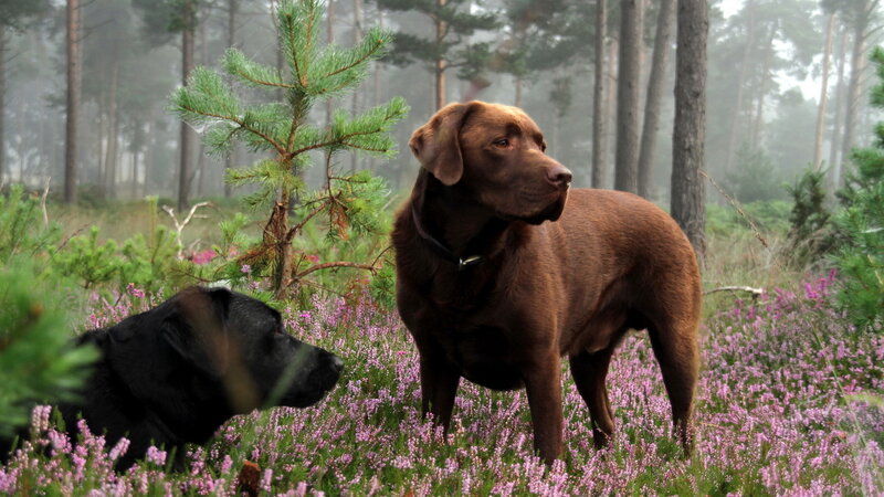 Two Labrador Dogs in Forest