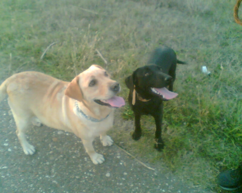 Two Labrador Dogs