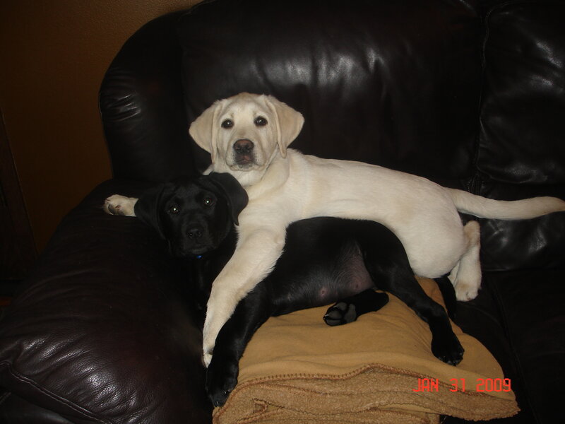 Two Labrador Puppies — Black, Calm