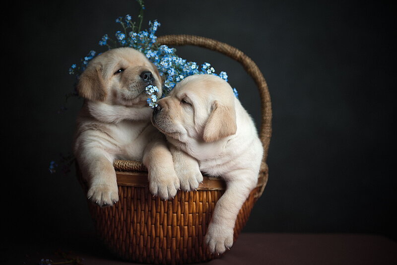 Two Labrador Puppies — Brown, Calm