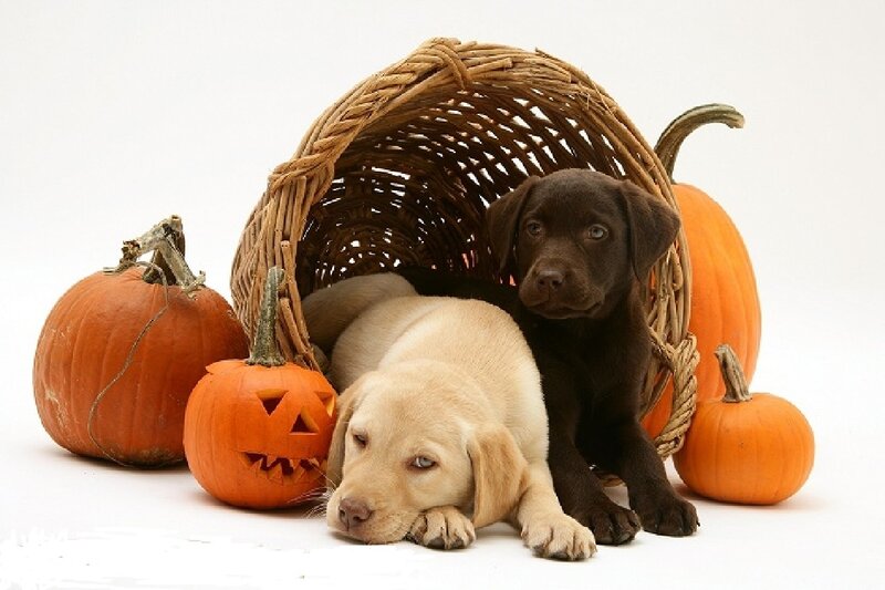 Two Labrador Puppies — Orange