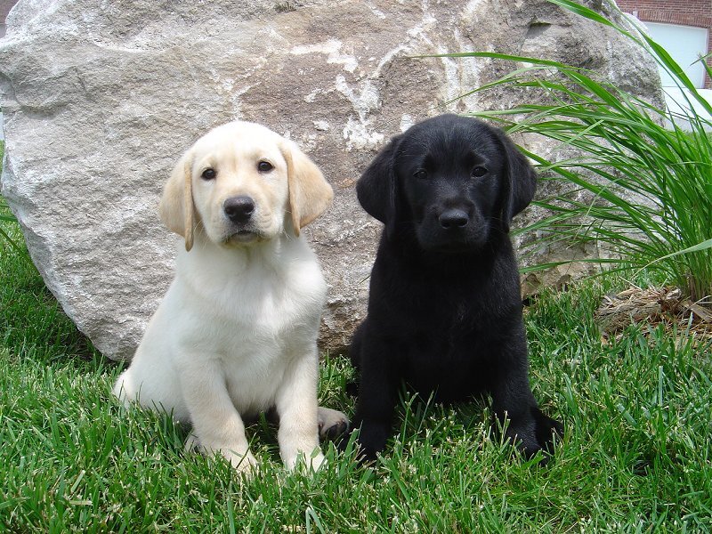 Two Labrador Puppies