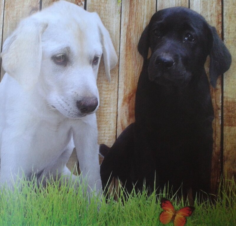 Two Labrador Puppies — White, Calm