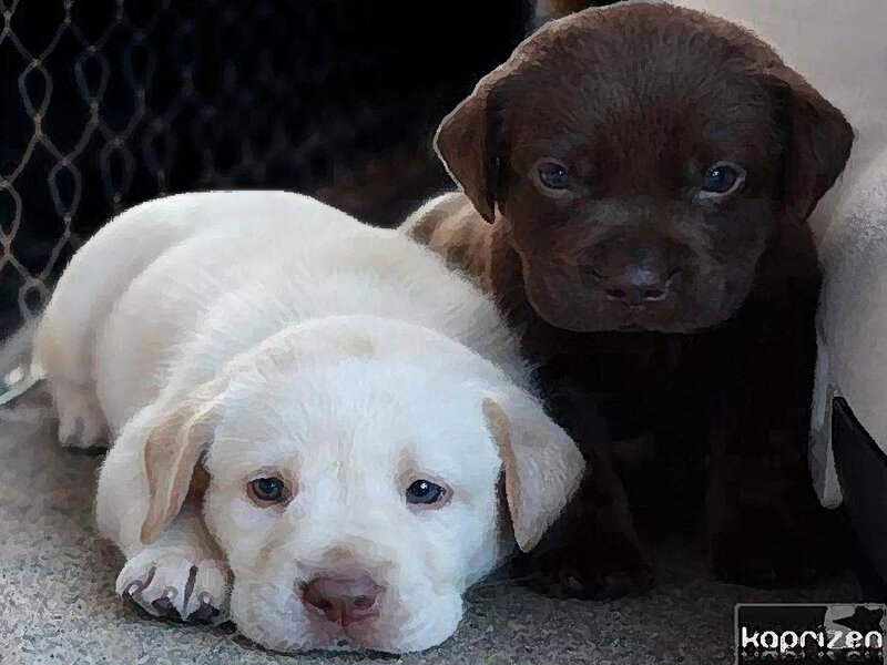 Two Labrador Puppies — White