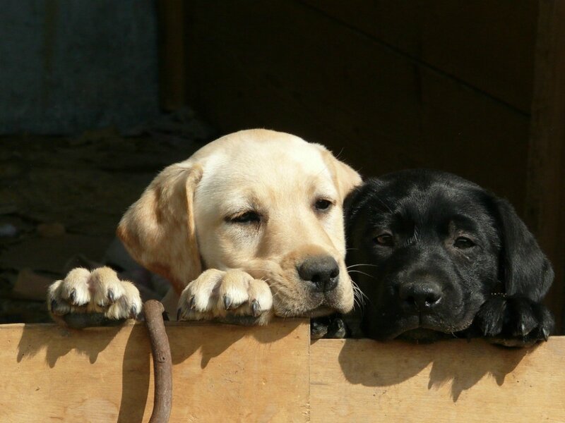 Two Labrador Puppies — Yellow, Calm