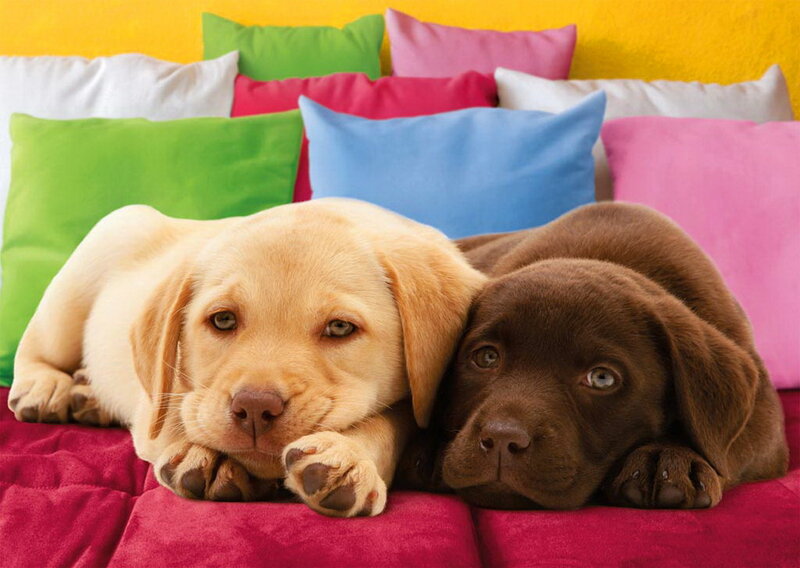 Two Labrador Puppies — Yellow