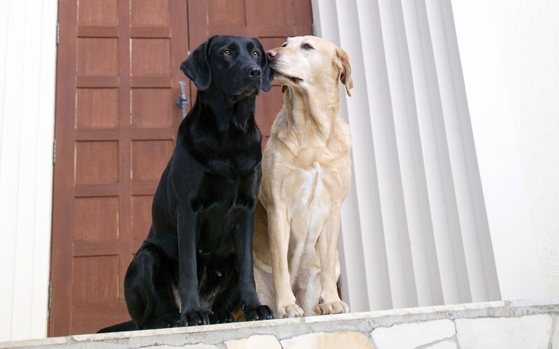 Two Labrador Retrievers — Black, Calm, Afternoon, Photograph, Door, Wall, Stone Ledge, Yellow