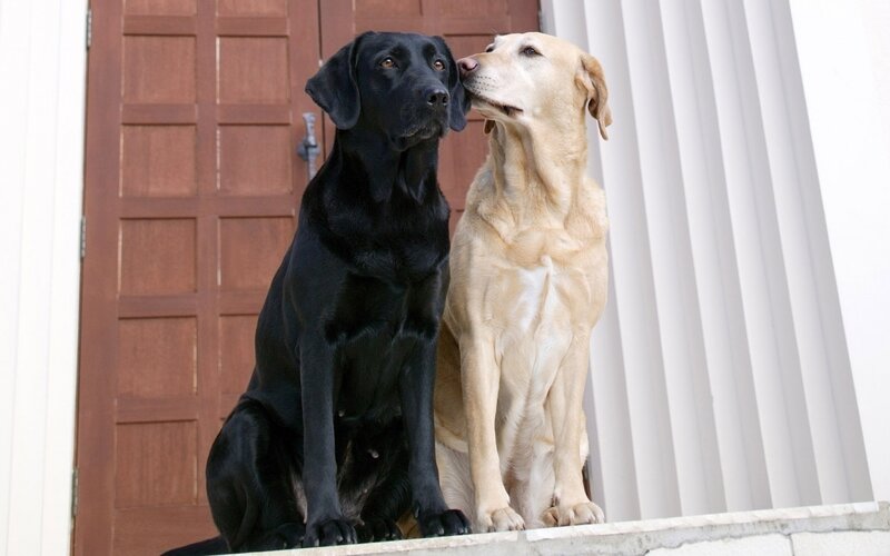 Two Labrador Retrievers — Black, Calm, Afternoon, Photograph