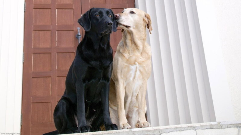 Two Labrador Retrievers — Black, Calm, Afternoon
