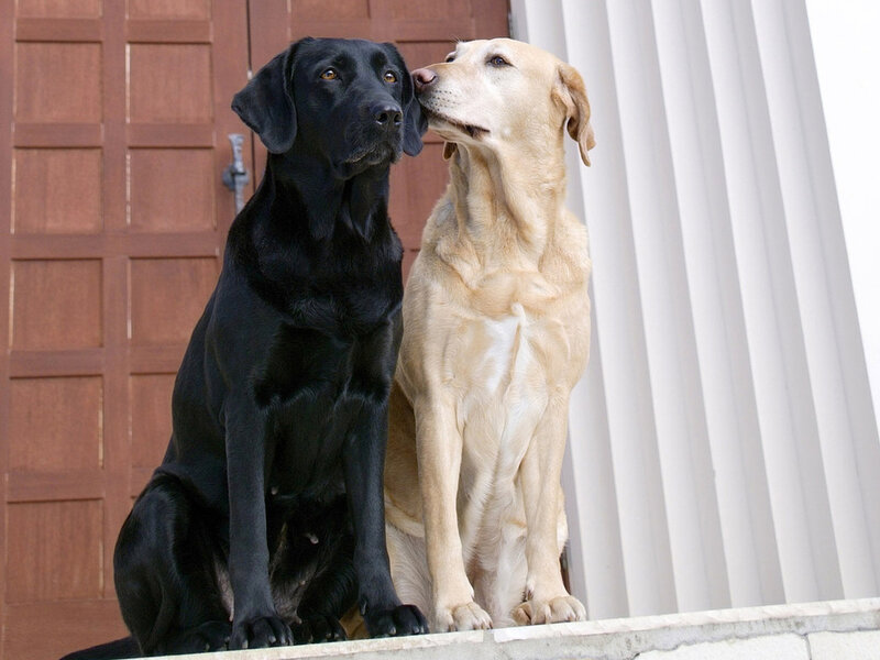 Two Labrador Retrievers — Black, Calm
