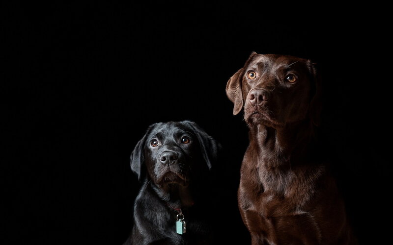 Two Labrador Retrievers — Black, Dramatic