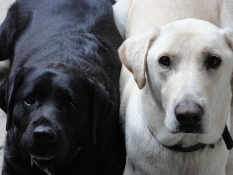 Two Labrador Retrievers — Black