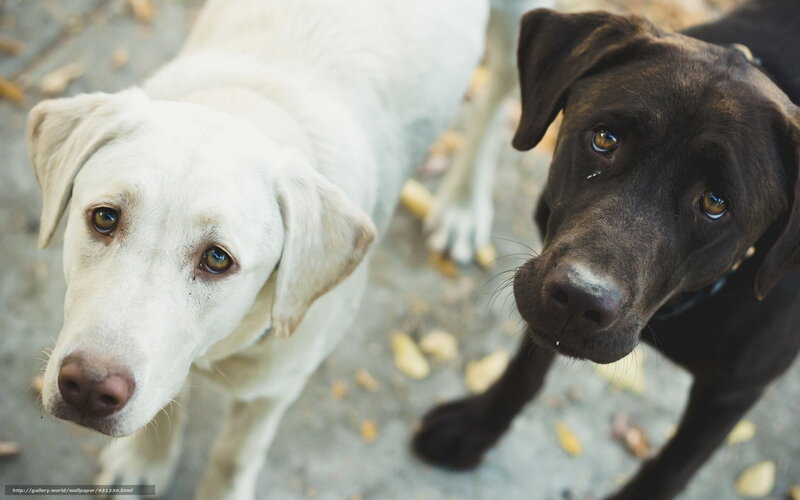 Two Labrador Retrievers — Brown, Calm, Autumn, Photograph