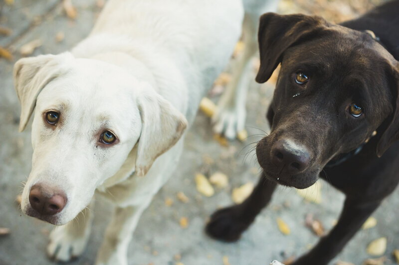 Two Labrador Retrievers — Brown, Calm