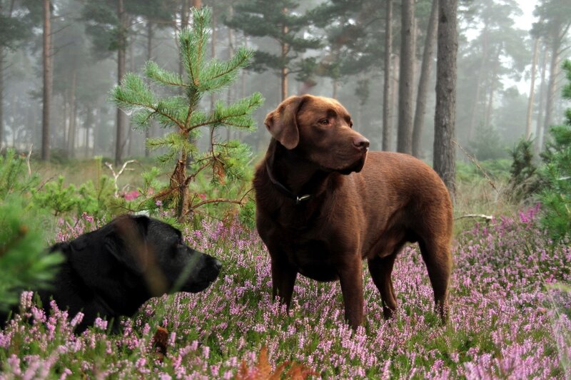 Two Labrador Retrievers — Brown