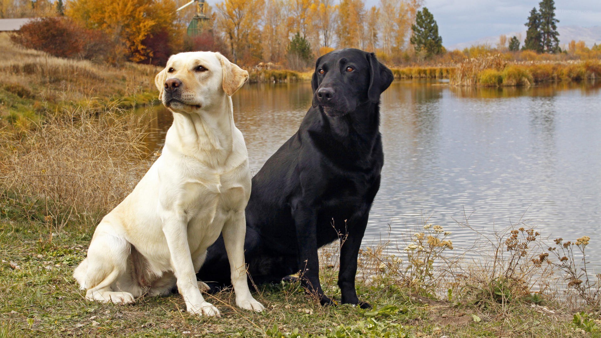 Two Labrador Retrievers by a pond