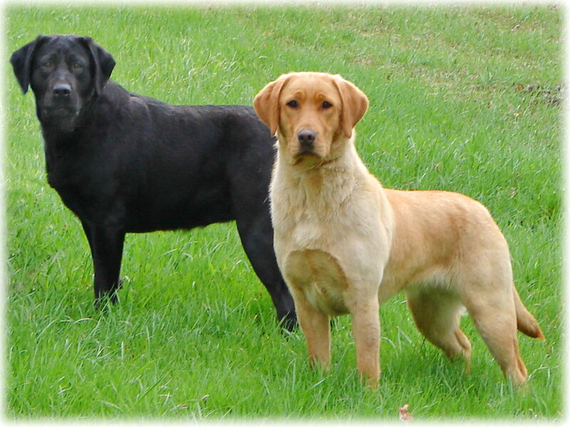 Two Labrador Retrievers — Green, Calm