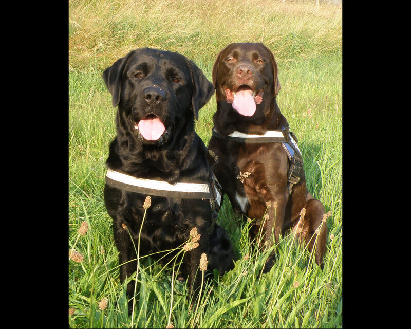Two Labrador Retrievers — Green