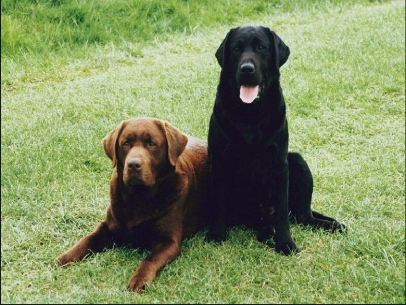 two labrador retrievers on grass