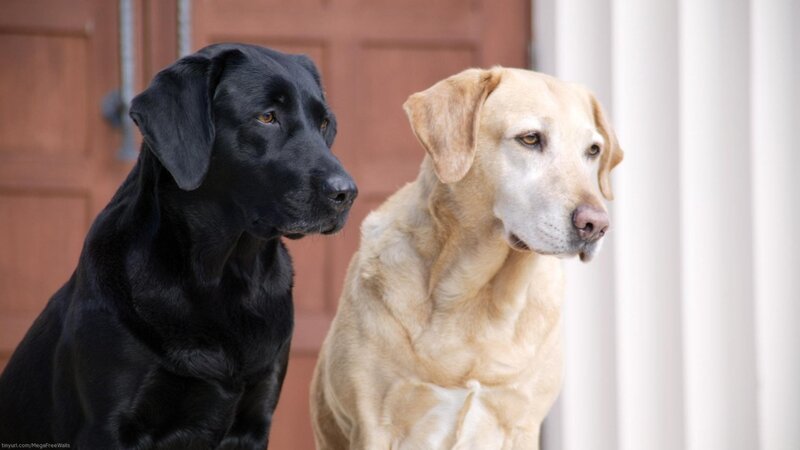 two labrador retrievers sitting