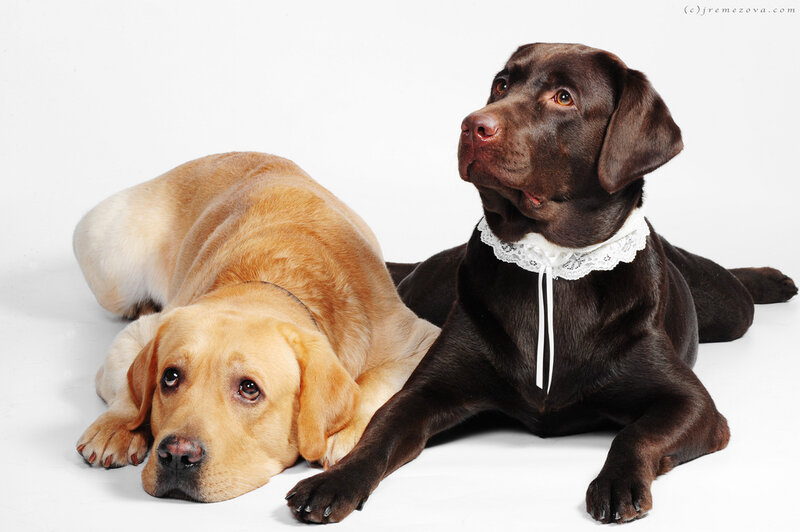 Two Labrador Retrievers