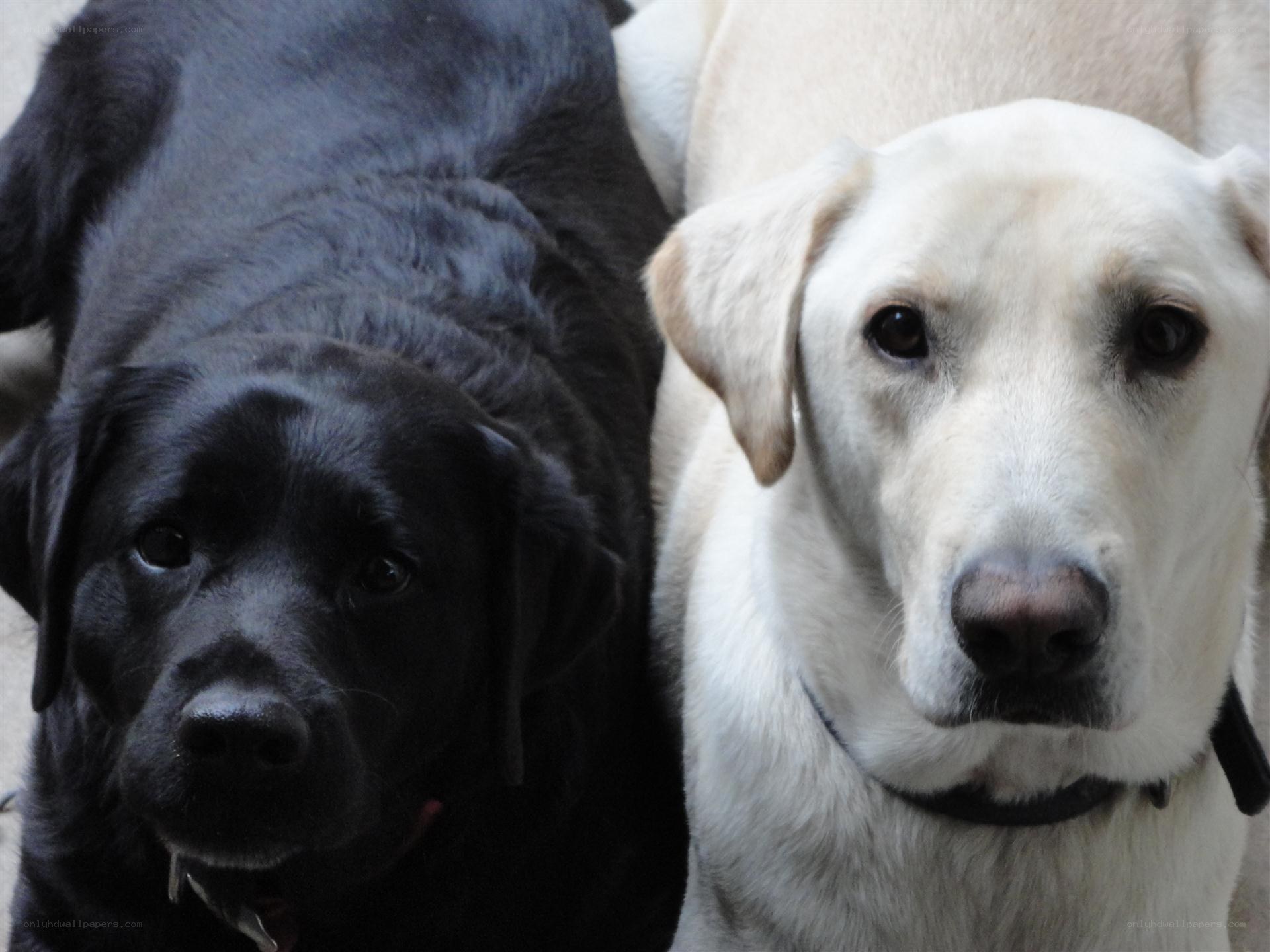 Two Labrador Retrievers Together