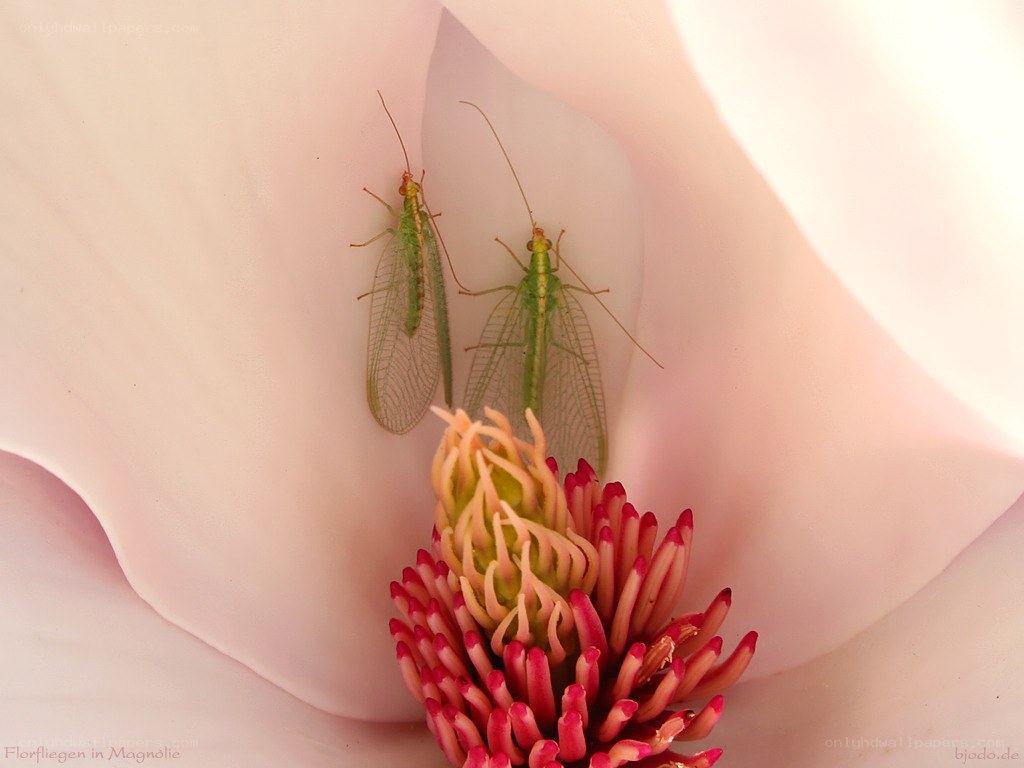 Two lacewings on a magnolia