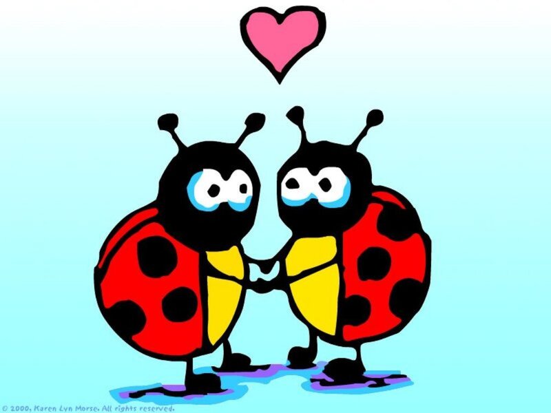 two ladybugs in love