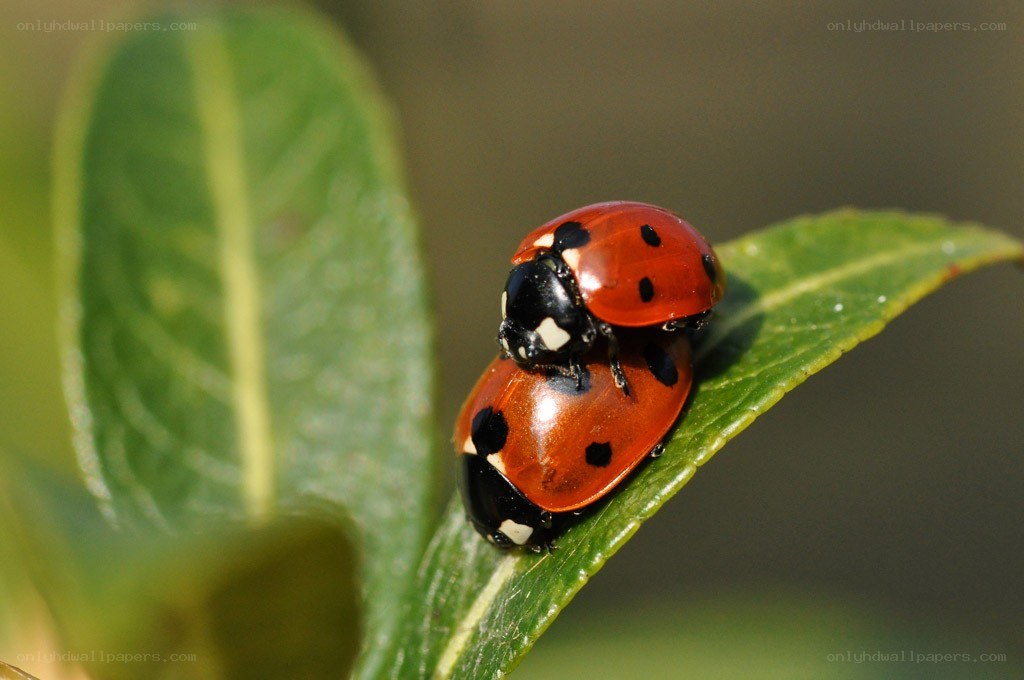 Two ladybugs mating on a leaf