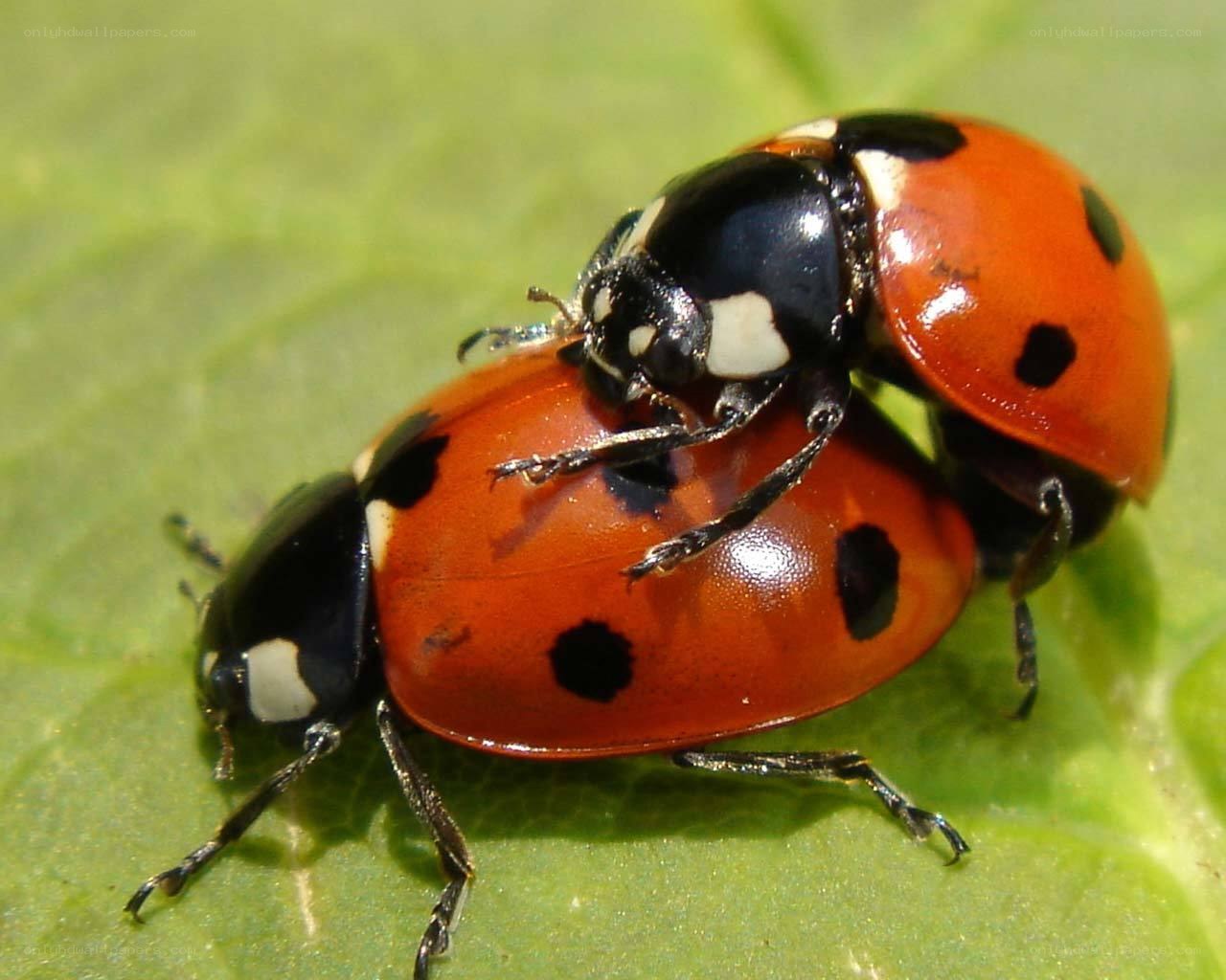 Two ladybugs mating on a leaf