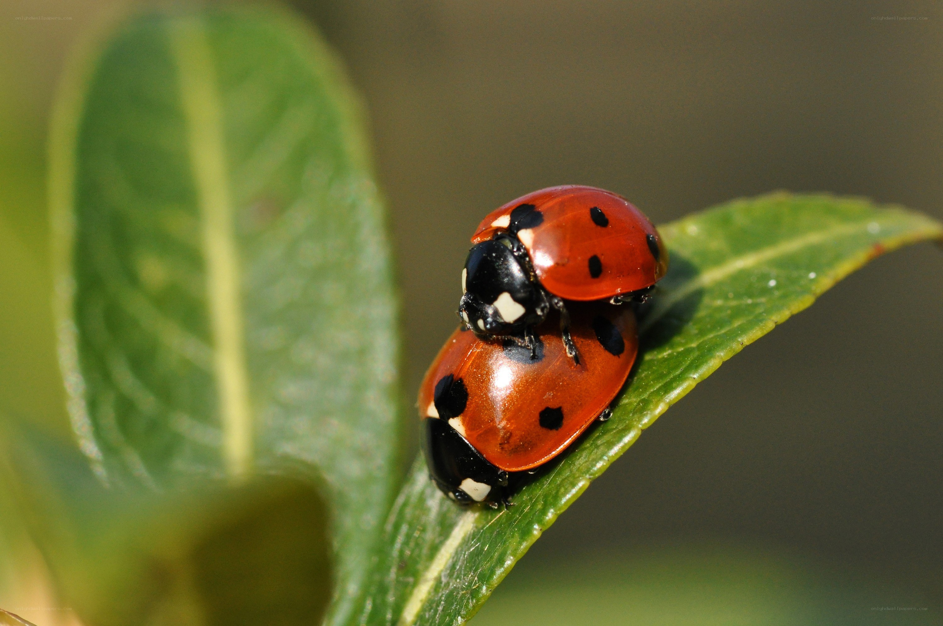 Two ladybugs mating on a leaf