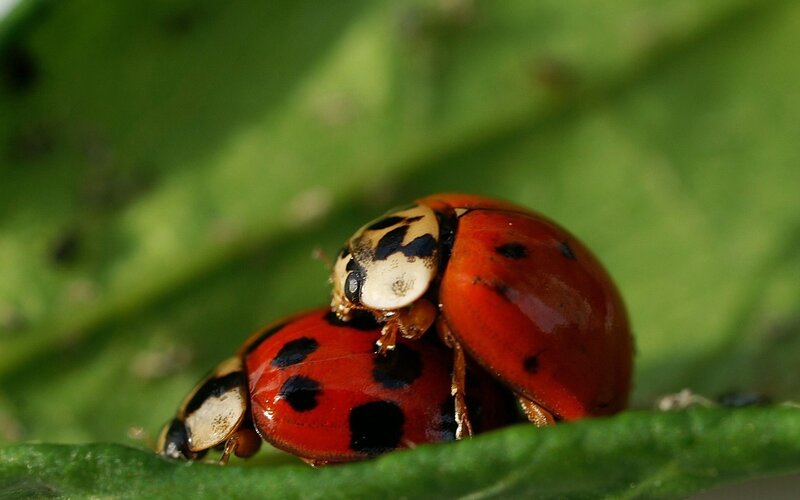 Two Ladybugs Mating — Red, Natural