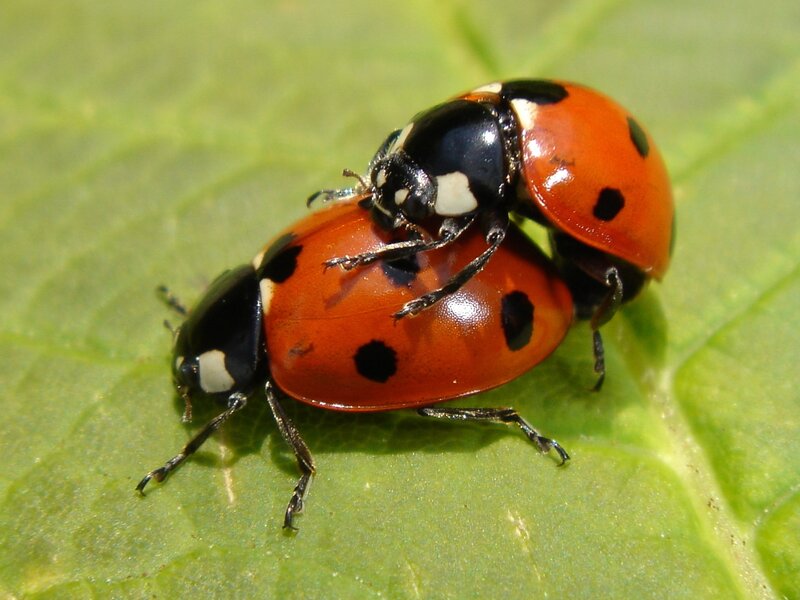 Two Ladybugs Mating — Red