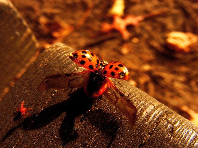 Two Ladybugs Mating