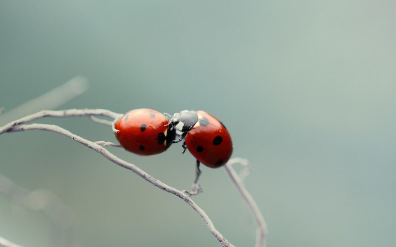 Two Ladybugs on a Branch — Red