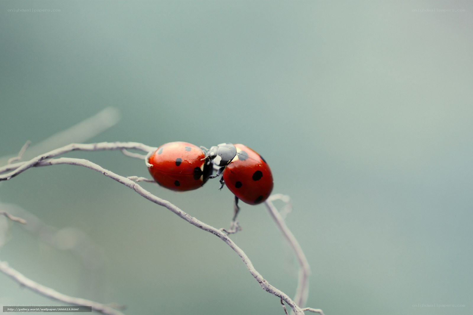 Two ladybugs on a branch