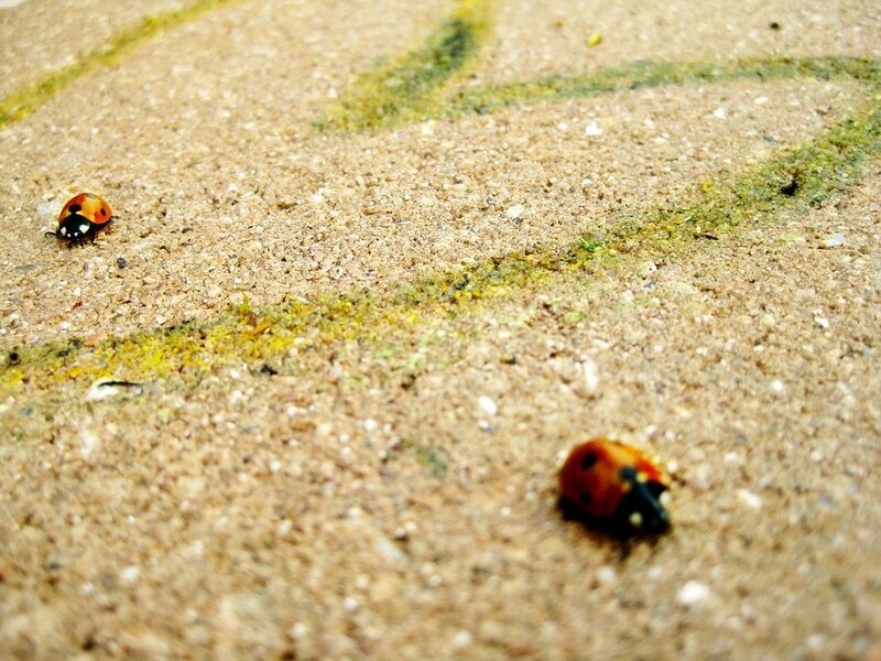 Two ladybugs on a concrete surface