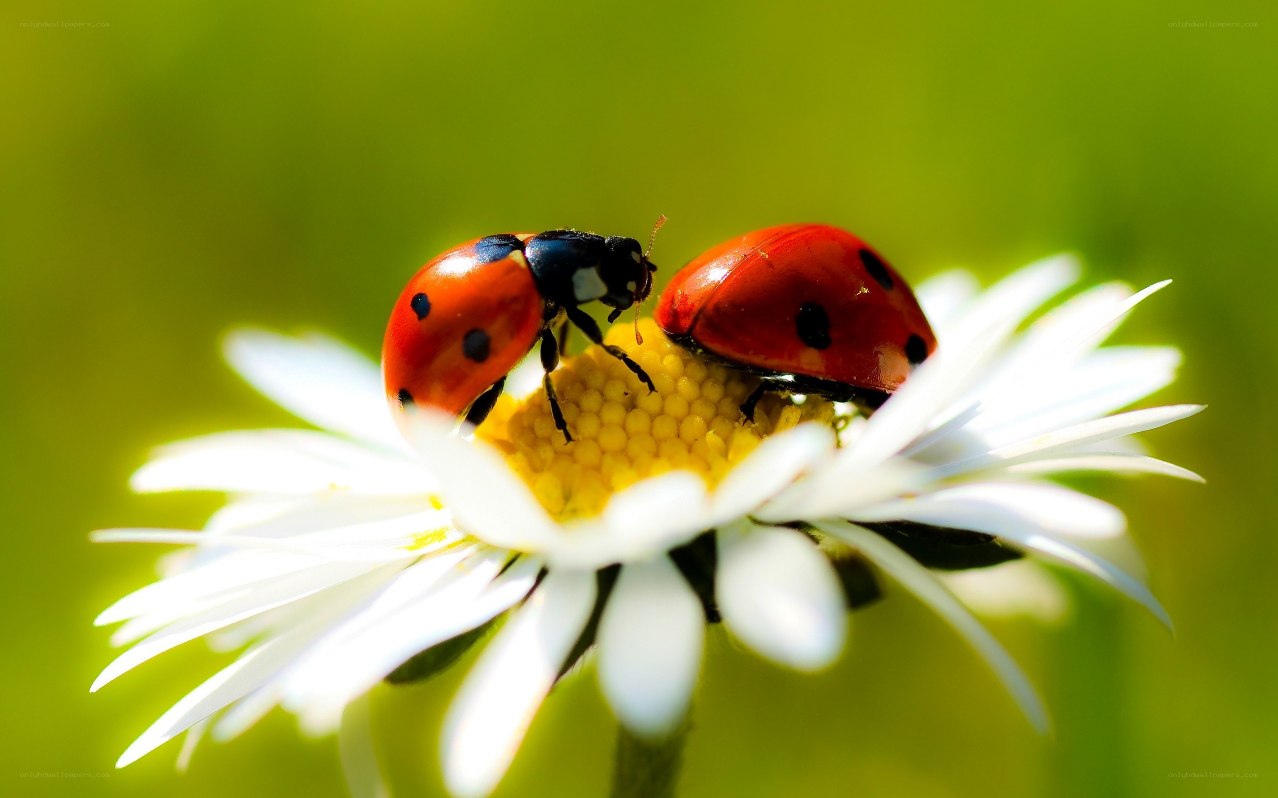 Two ladybugs on a daisy