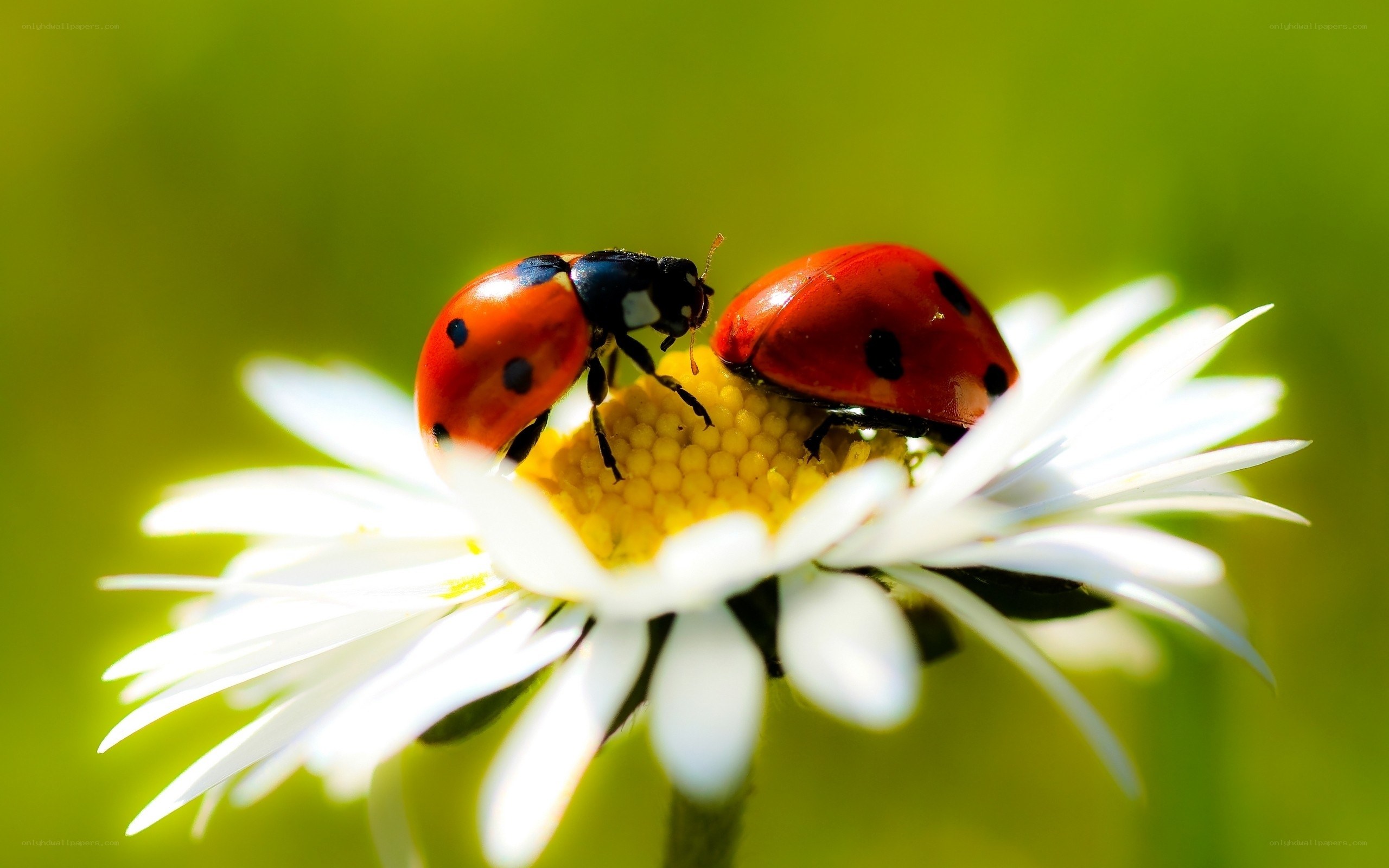 Two ladybugs on a daisy