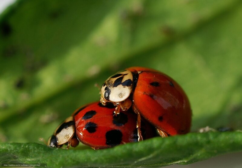 Two ladybugs on a leaf