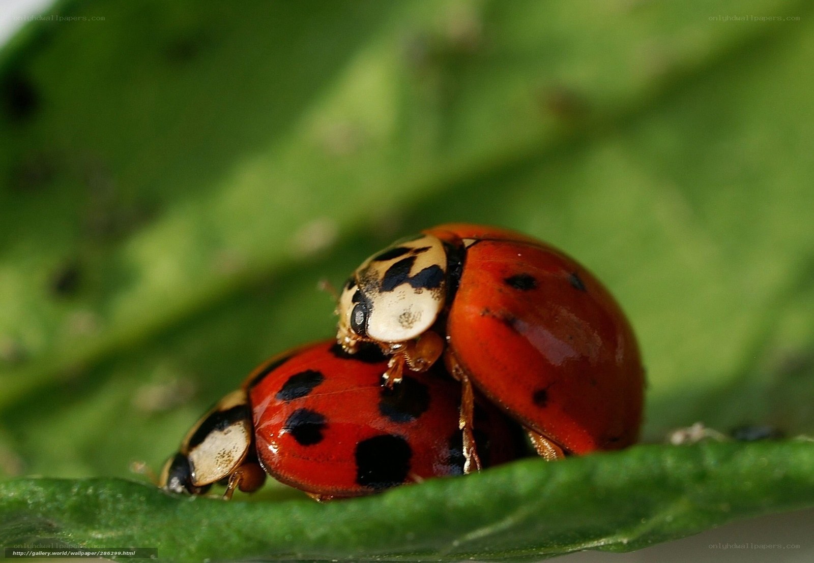 Two ladybugs on a leaf
