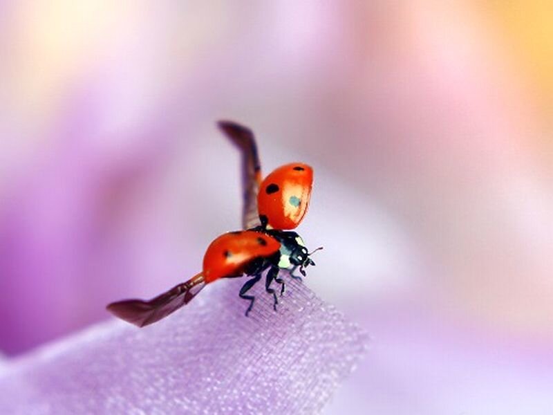 Two Ladybugs on a Petal