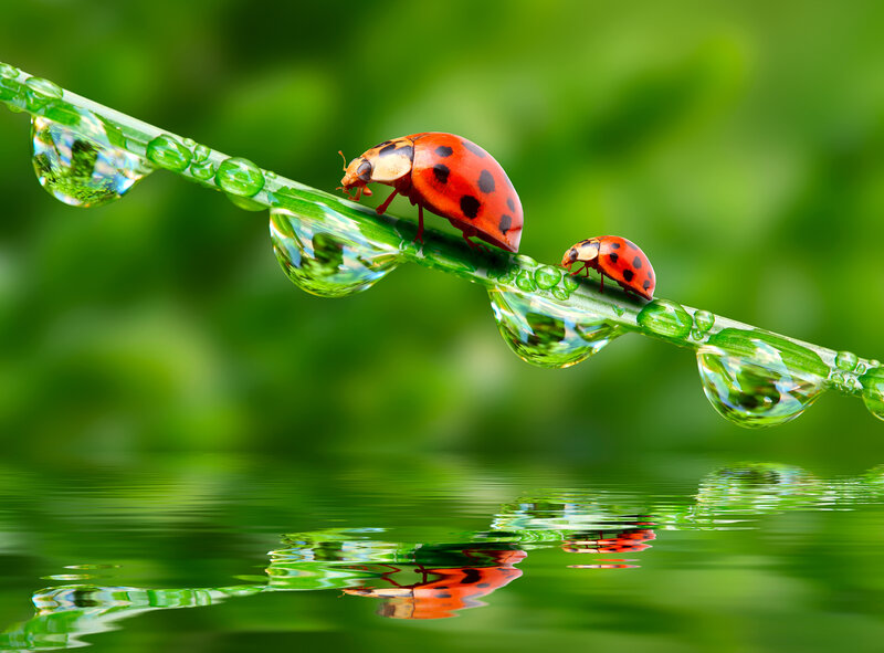 Two Ladybugs on a Stem