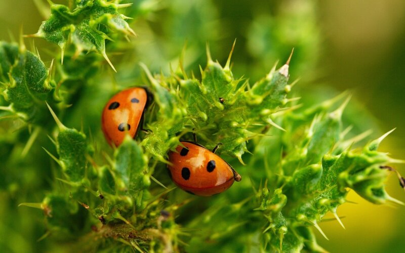 Two ladybugs on a thistle