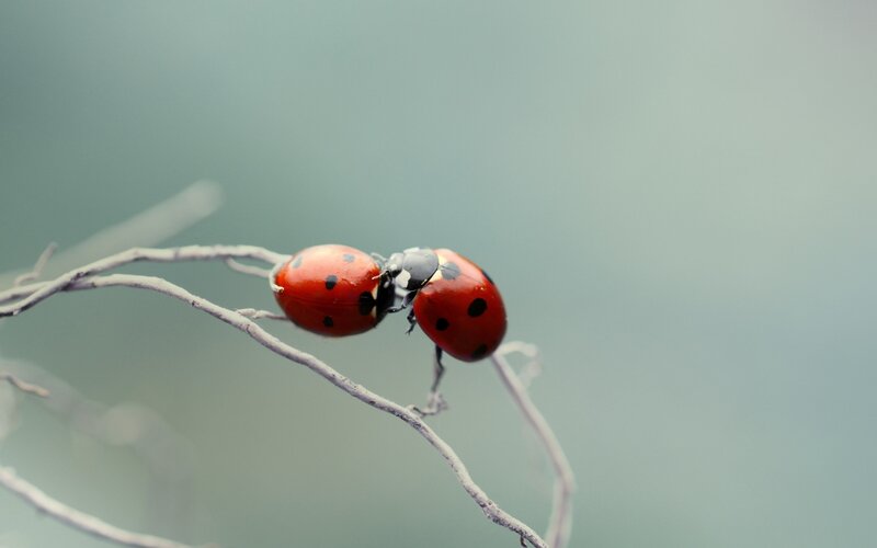 Two Ladybugs on a Twig — Red