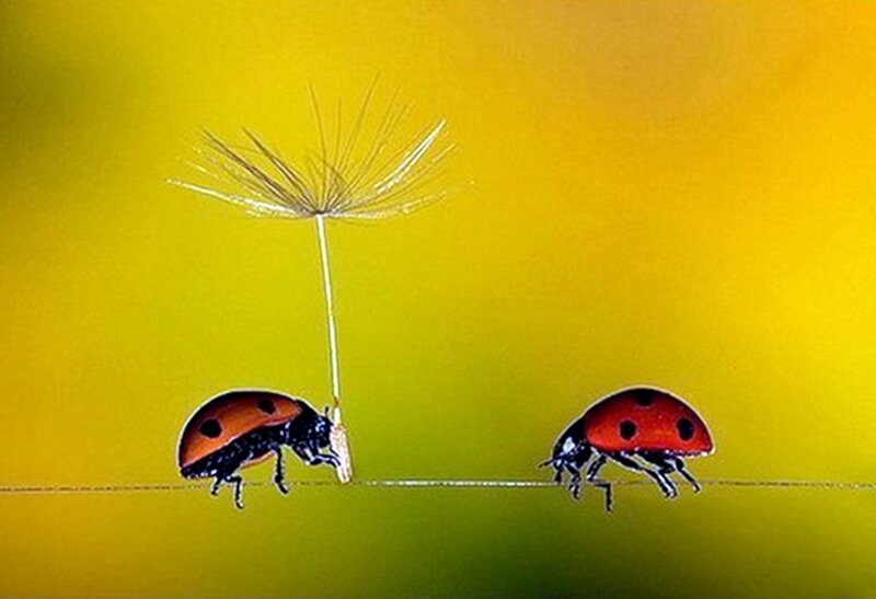 Two Ladybugs on a Wire — Yellow