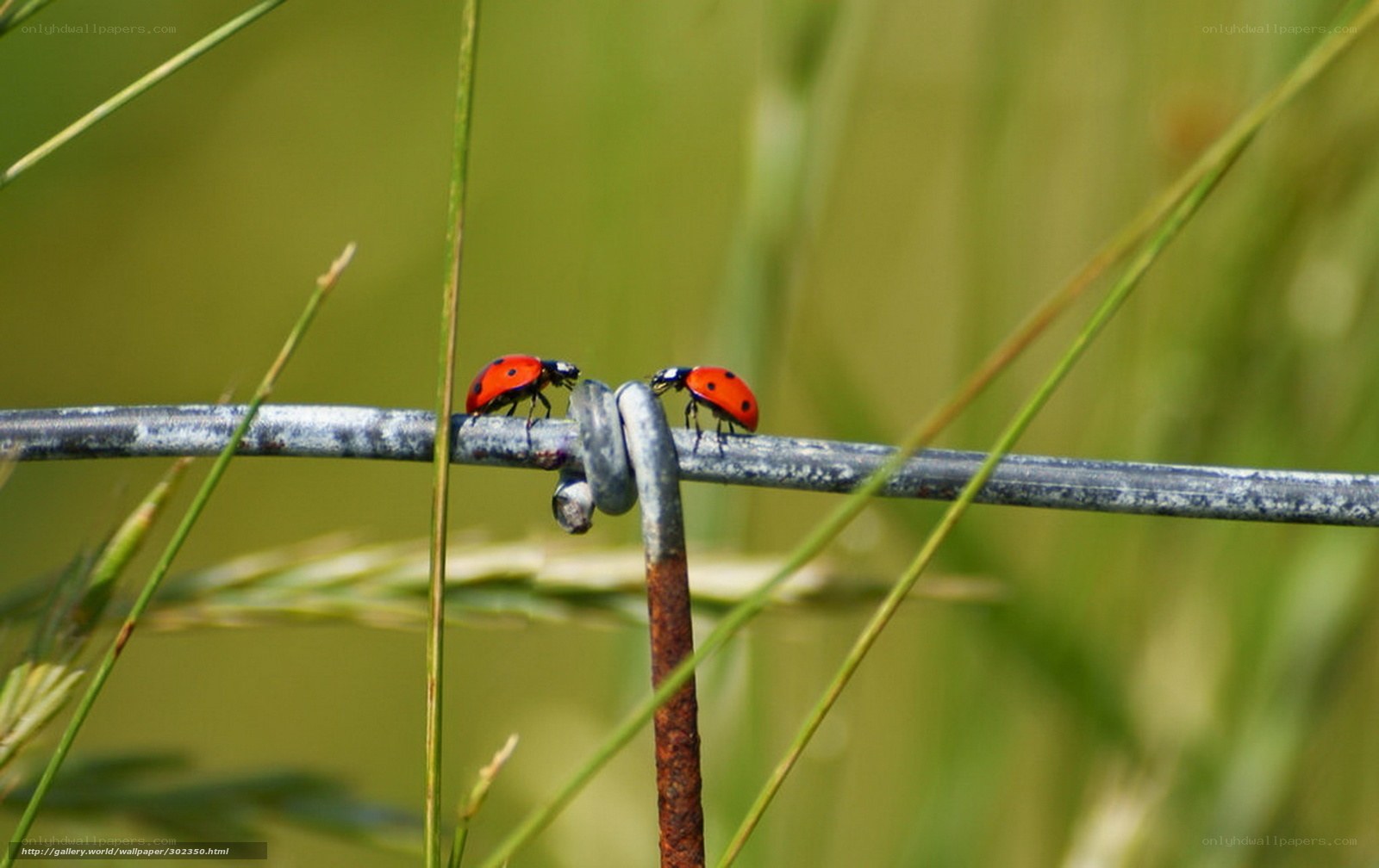 Two ladybugs on a wire