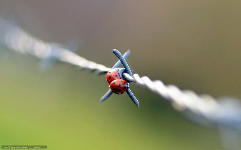 Two Ladybugs on Barbed Wire — Red